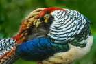 China Close-up of Lady Amhersts pheasant Art Print